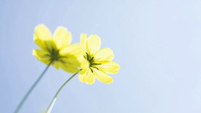 В.Иванова Адель/V.Ivanova M.Glinka Romance смотреть онлайн