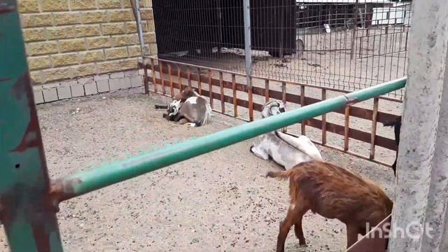 Страусиная ферма / Горы / Дача