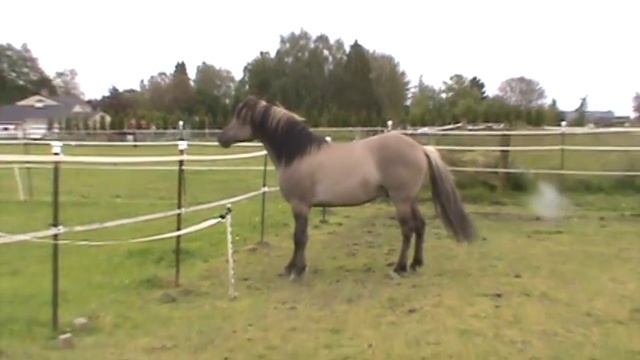 Kiger Mustang stallion Kiger Capitano.mpg смотреть онлайн