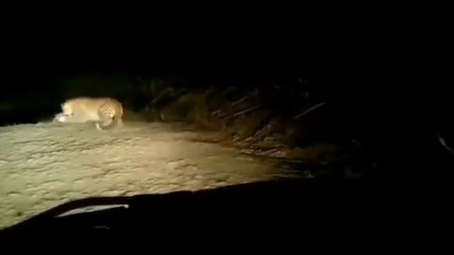 The Indian Leopard Informational Documentry