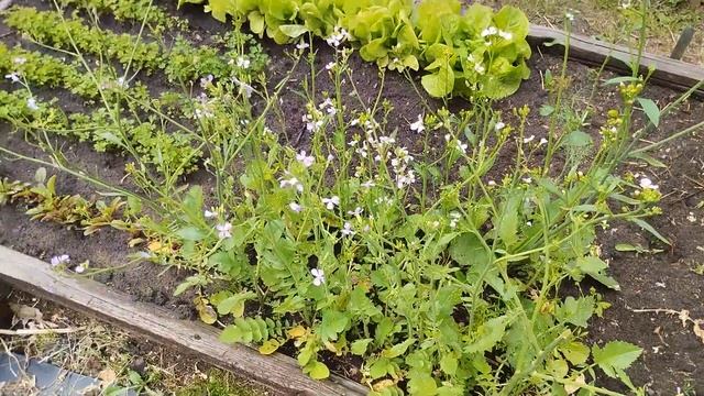 Розарий??????красота на даче смотреть онлайн