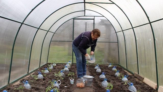 Сорт томатов Де Барао смотреть онлайн