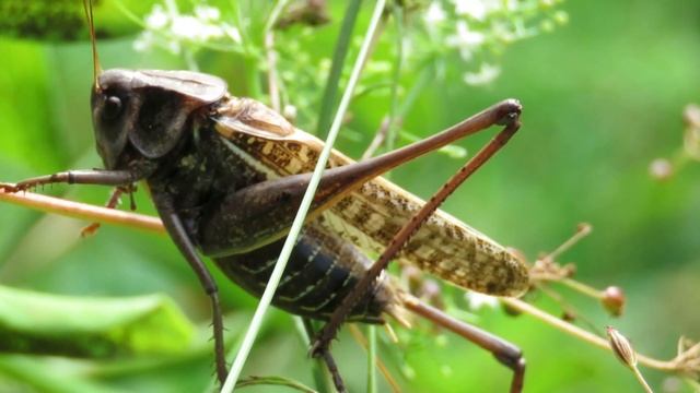 Как стрекочет серый кузнечик, How Wart Biter Babbles