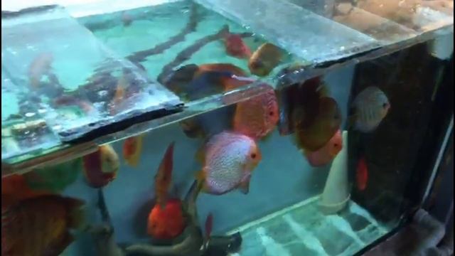 Новички отправляют дискусов, профессионалы их принимают и немного о ХАЛАМИДЕ, а также о БИЛОЦИЛЕ. смотреть онлайн