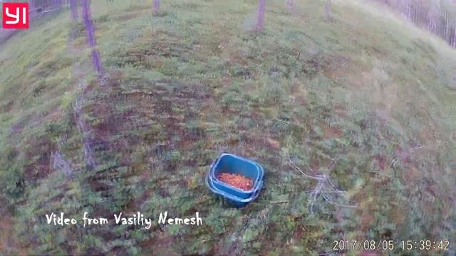 Морошка - Вкусная северная ягода. Подпечерье. Забызовье. 05/08/2017 смотреть онлайн