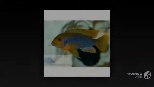 Iodotropheus sprengerae aquarium fish смотреть онлайн
