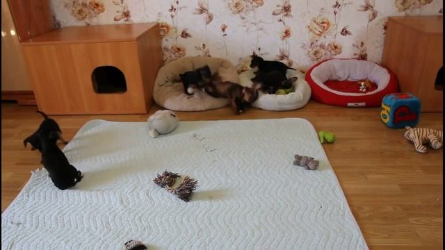 Пражские Крысарики п-ка SevStar, помёт "Д-Е" смотреть онлайн