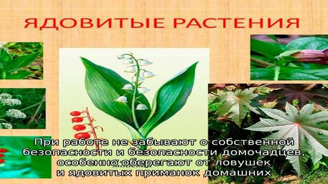 Как бороться с мышами в стенах смотреть онлайн