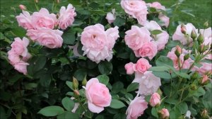 РОЗЫ, ЦВЕТУЩИЕ ВЕСЬ СЕЗОН. ЛУЧШИЕ СОРТА ПОСТОЯННО ЦВЕТУЩИХ РОЗ