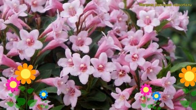 Вейгела цветущая Пинк Поппет. Краткий обзор, описание характеристик weigela florida Pink poppet смотреть онлайн