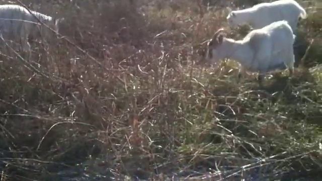 осеннее пастбище коз2 смотреть онлайн