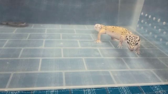 Эублефар Горошек и десять мраморных тараканов.