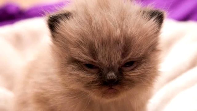Котёнка оставили в лифте в коробке из-под печенья, он высовывал лапки и хотел оказаться в руках смотреть онлайн