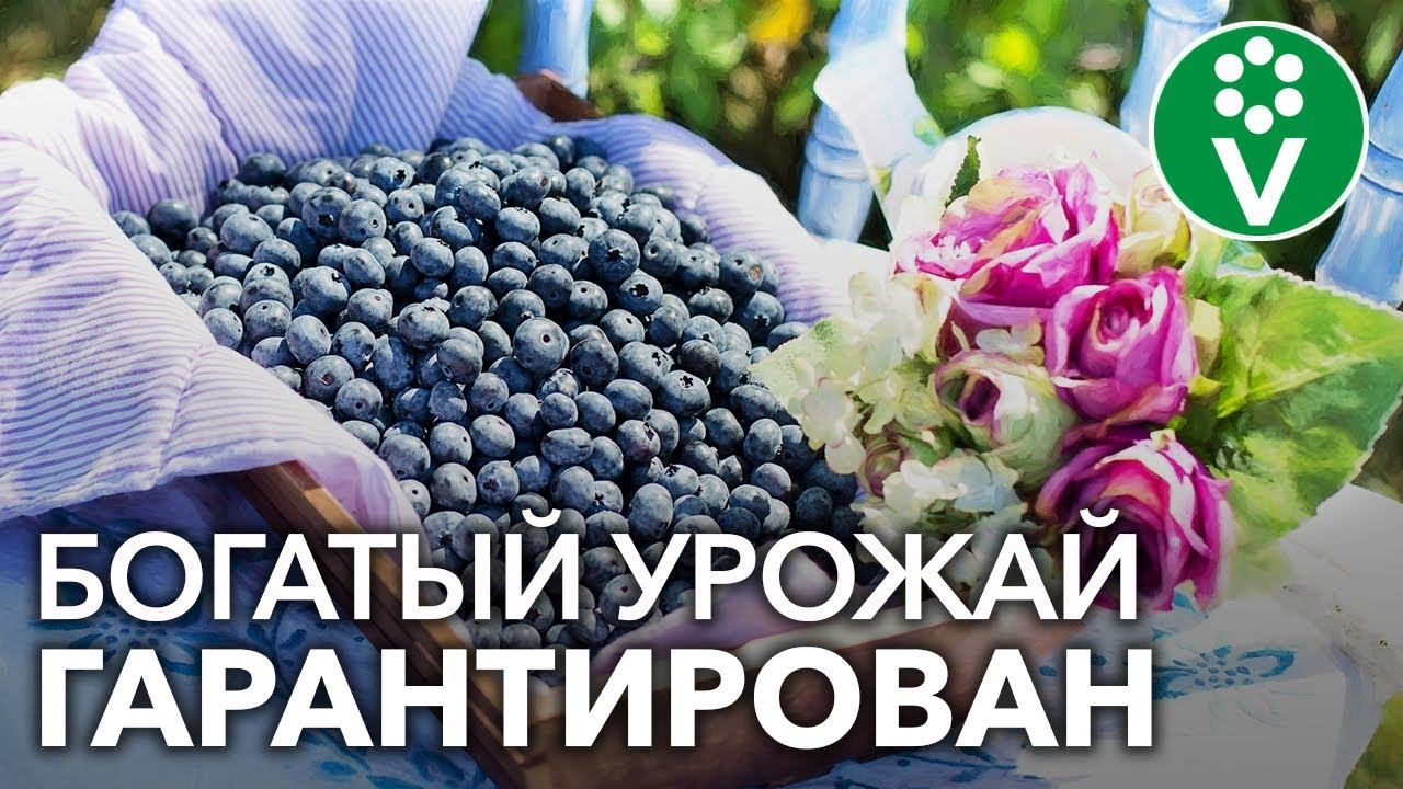 ЧЕМ ПОДКОРМИТЬ ГОЛУБИКУ для крупных и вкусных ягод? смотреть онлайн