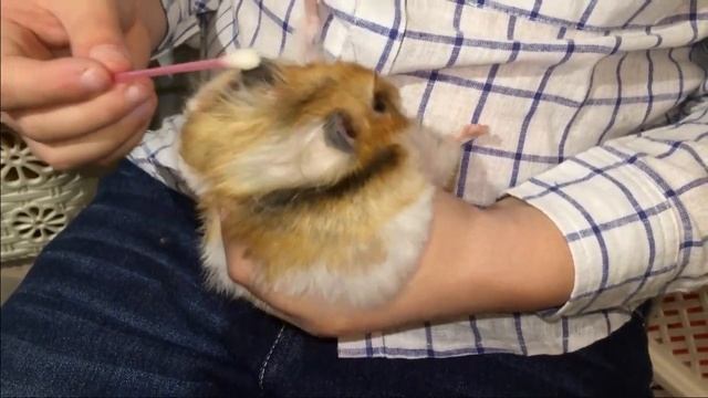 Как вылечить глазик хомяку? смотреть онлайн