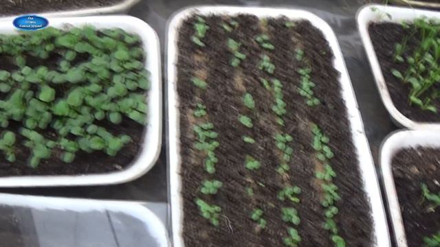 МОЙ РАССАДНИК НА 26-Е ЯНВАРЯ. ЧТО УЖЕ ПОСЕЯНО, ЧТО УЖЕ РАСТЁТ! смотреть онлайн