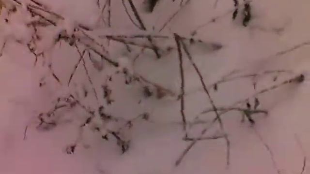 Проверяю силки на куропатку смотреть онлайн