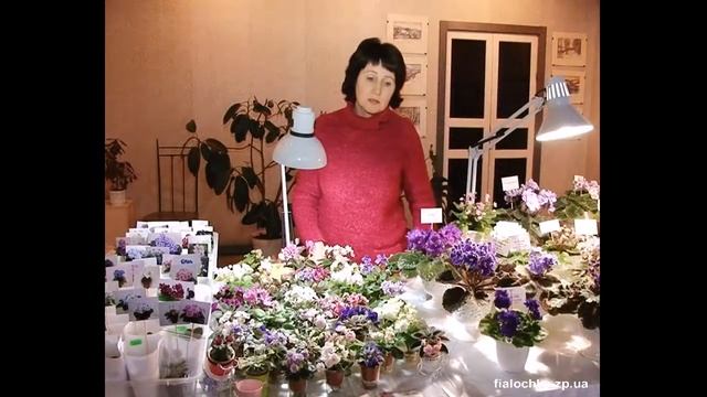 Выставка фиалок и стрептокарпусов смотреть онлайн