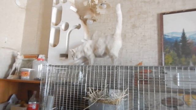 Бестрашный мышонок бегает по кошке и котятам смотреть онлайн