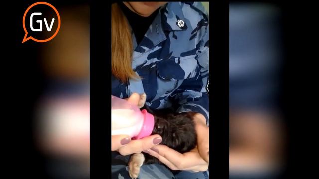 Щенки из Первоуральска поедут служить в Пермский край смотреть онлайн