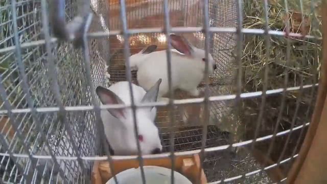 про село - КАМЕННАЯ ВАТА ДЛЯ ФАСАДА / сельхоз-влог смотреть онлайн