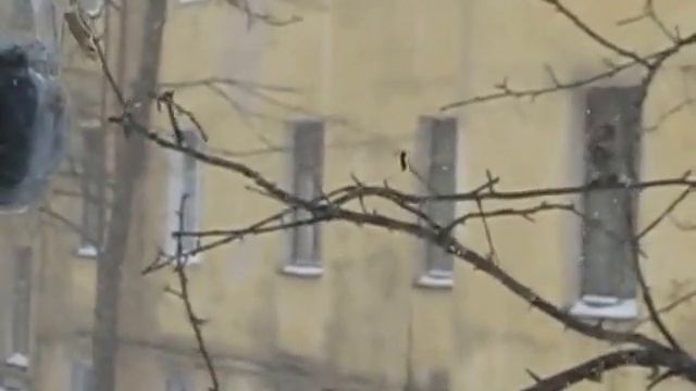 Птичка чечётка смотреть онлайн