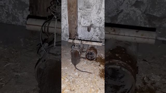Ловушка для крыс своми руками. #крысы смотреть онлайн