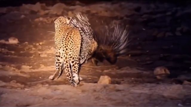Animals attack! Anaconda attacks crocodile! Leopard vs python! Wild dogs attacks смотреть онлайн
