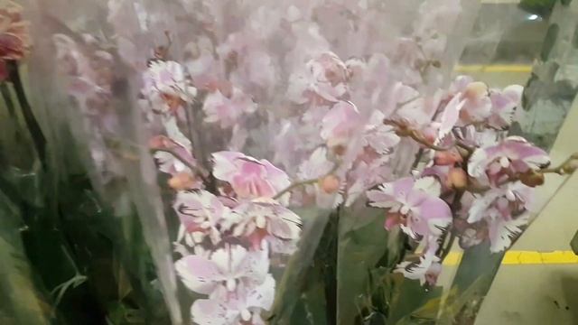Плектрантус, хойя, сциндапсус Пиктус Требие, фикус Мелани, роза, орхидеи, водные растения... смотреть онлайн