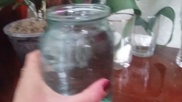 Орхидея. Реанимация орхидей в воде с добавлением препарата HB101(часть вторая). смотреть онлайн