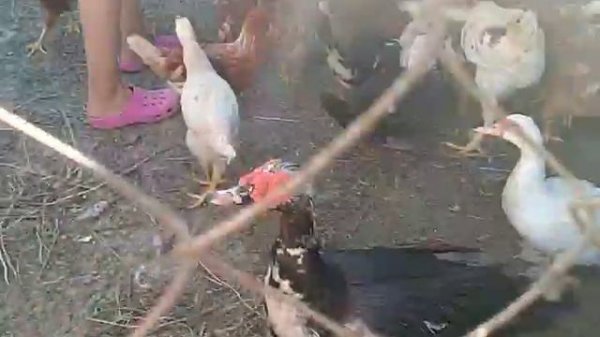 продолжаем забой бройлеров !!!