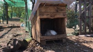 Садится гусыня Линда на яйцо?