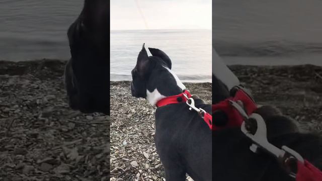 Американский Стаффордширский терьер на море 🌊 смотреть онлайн