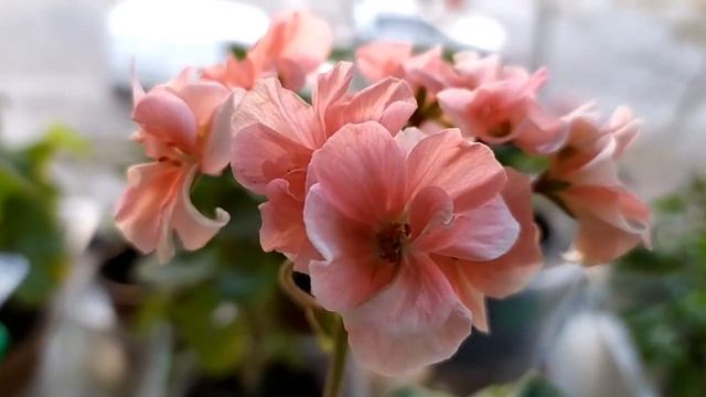 9 достоинств мини пеларгонии Southern Gem.Первое цветение моего черенка .Лучшие сортовые пеларгонии смотреть онлайн