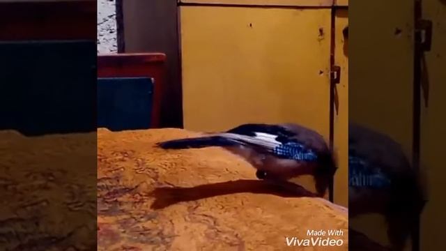 Птичка Филя дурачится ! смотреть онлайн