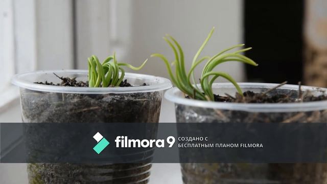 Італійська сосна / Итальянская сосна/ Pinea? смотреть онлайн