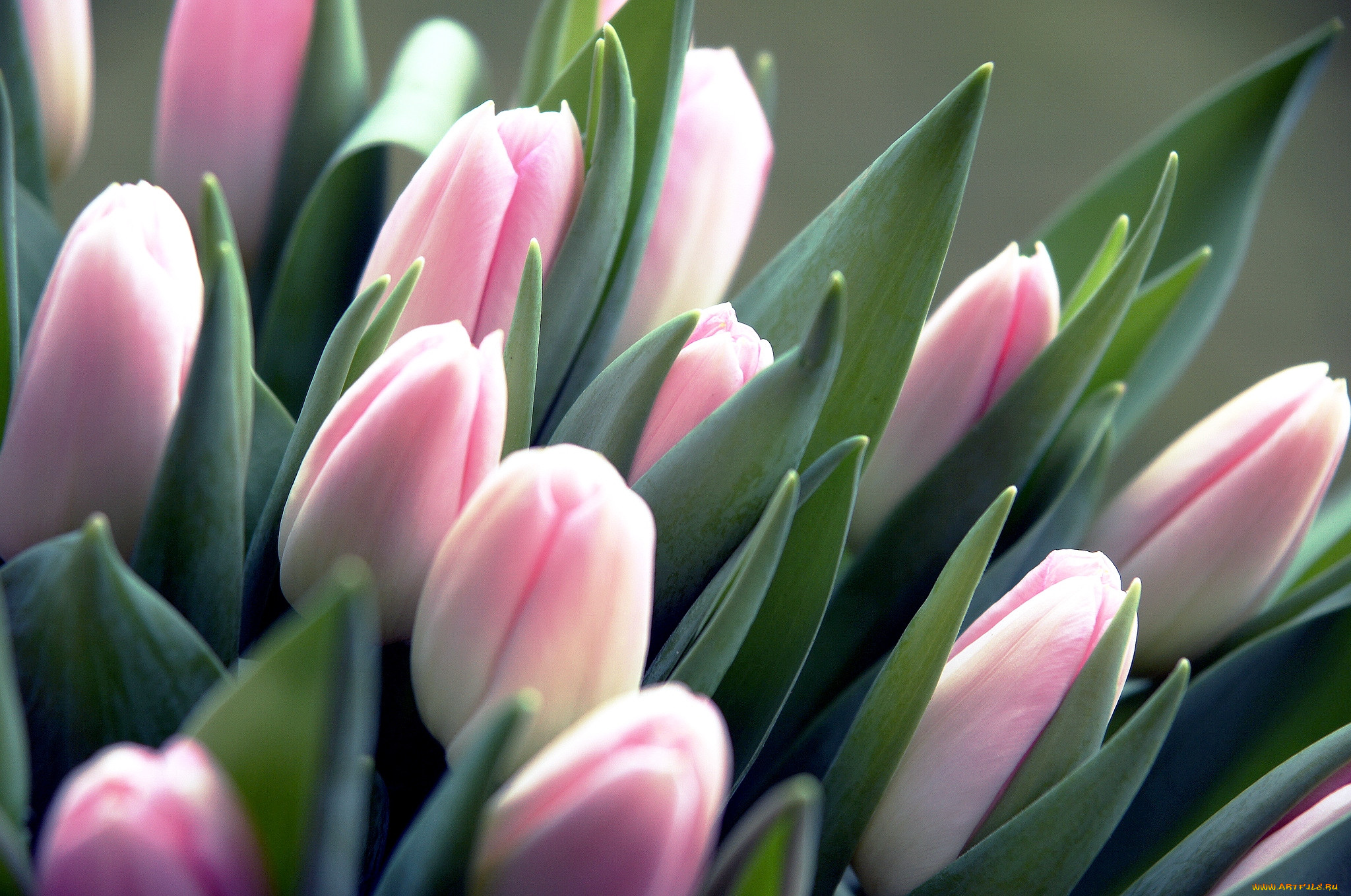 Тюльпаны к 8 Марта у меня на окне распустились изумительным цветом! смотреть онлайн