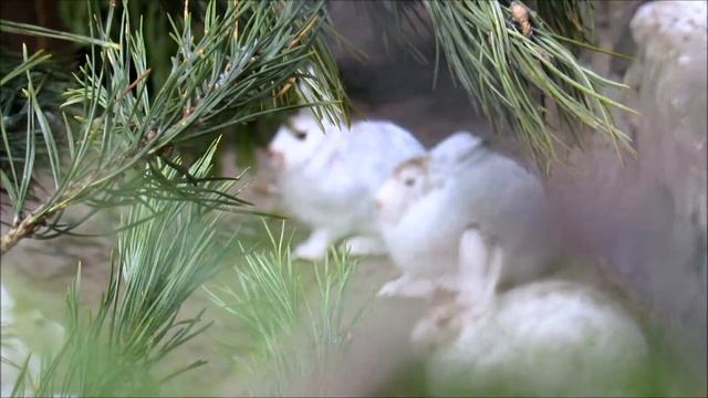 Заяц беляк. 29.10.20 г. смотреть онлайн