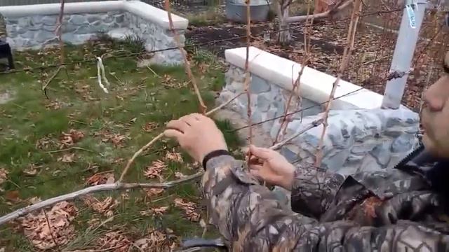 Обрезка винограда. Часть-2. смотреть онлайн