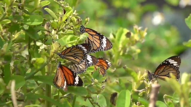 Meditation Music Relaxation For Mind And Body Sleep Meditation 1hours