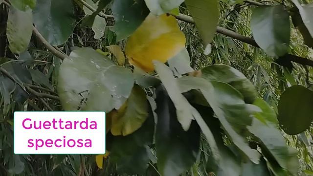 what a beautiful natural vlogs || Alocasia brisbanensis || red vanga wood | rice scenary || EP- 07 смотреть онлайн