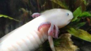 Содержание аксолотля.  Личный опыт.