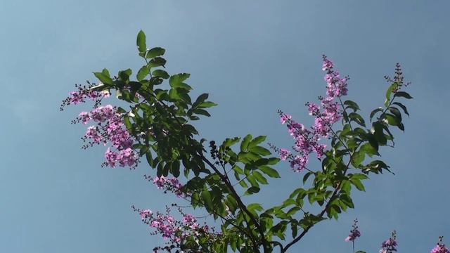 Lagerstroemia speciosa pride of India смотреть онлайн