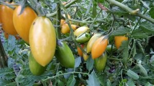 Томат Крем-брюле. Вкуснее мороженого!