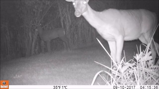 Deer Target Getting Knocked Over смотреть онлайн