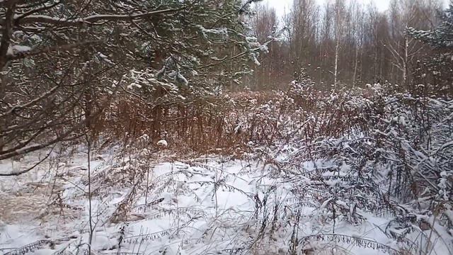 ПО ВОЛЧЬЕМУ СЛЕДУ 2021,ЗАГНАЛ СЕРОГО В УГОЛ.ВОЛКИ ПРИШЛИ ОПЯТЬ В ДЕРЕВНЮ смотреть онлайн