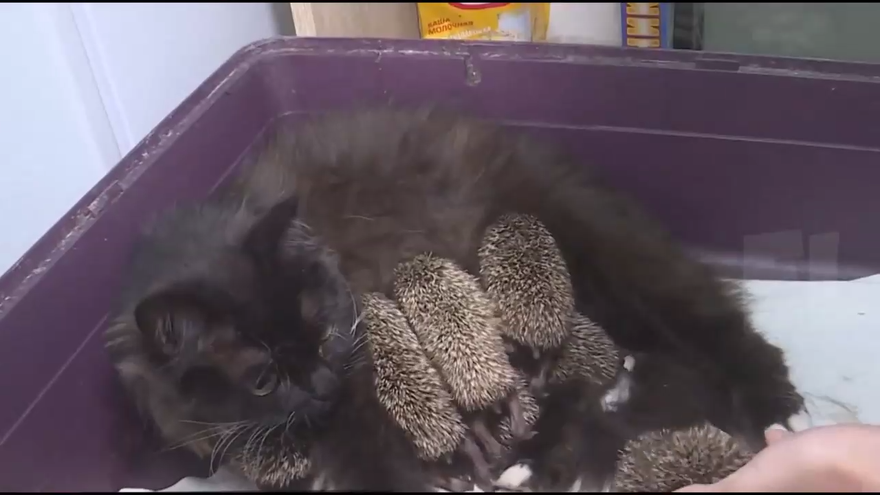 Кошка кормит ежат смотреть онлайн