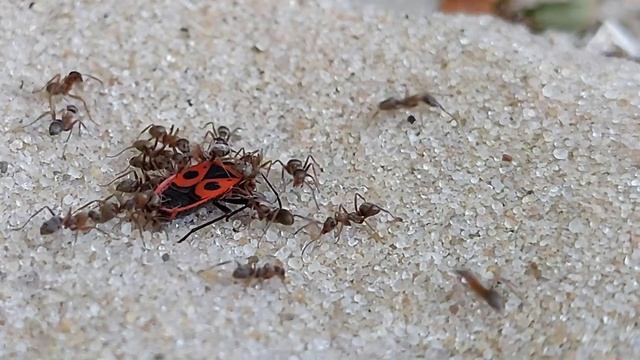 Жучара хотел отбиться но ОНИ его ПОРВАЛИ Bug and ants SOLDIER VS ants Муравьи против смотреть онлайн