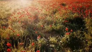 Паша Proorok - Цветы цветочки завяли снова