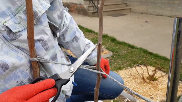 Как перезимовала однолетняя хурма? Как укрывать на зиму? смотреть онлайн